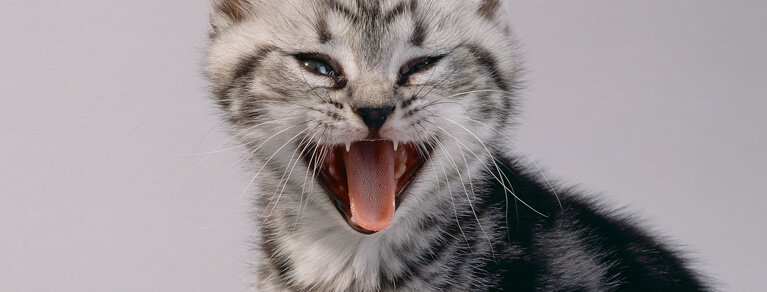 Whiskas® Kitten kitten-language
