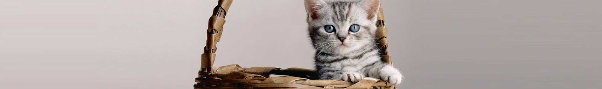 Whiskas® Kitten care