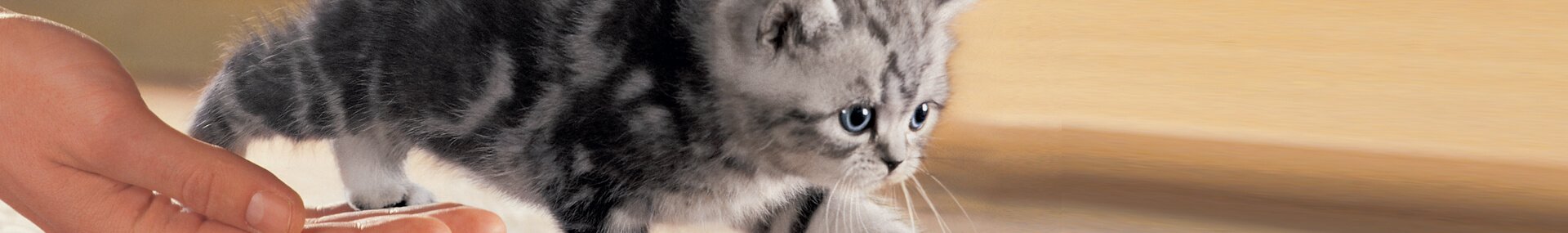 Whiskas® Kitten considering-a-kitten