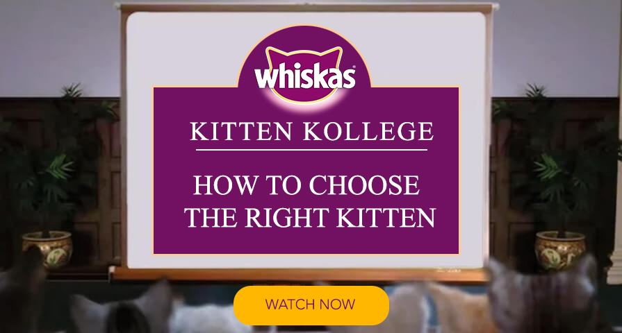 how to choose a kitten breed