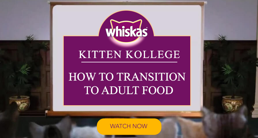 Kittens transition adult food kitten kollege video