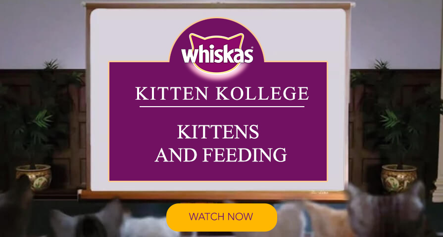 feeding kitten