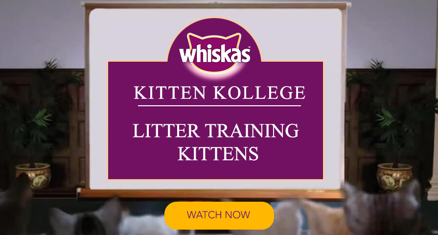 Litter training for kittens kitten kollege video