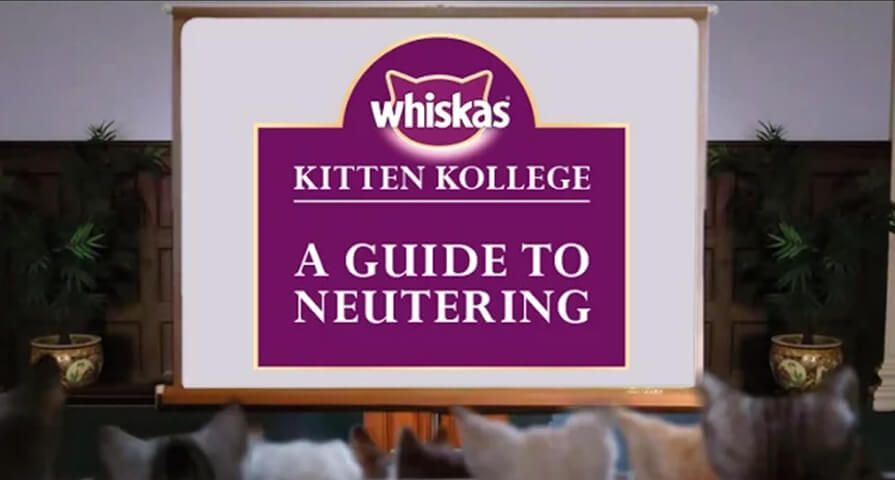 kitten neuter guide