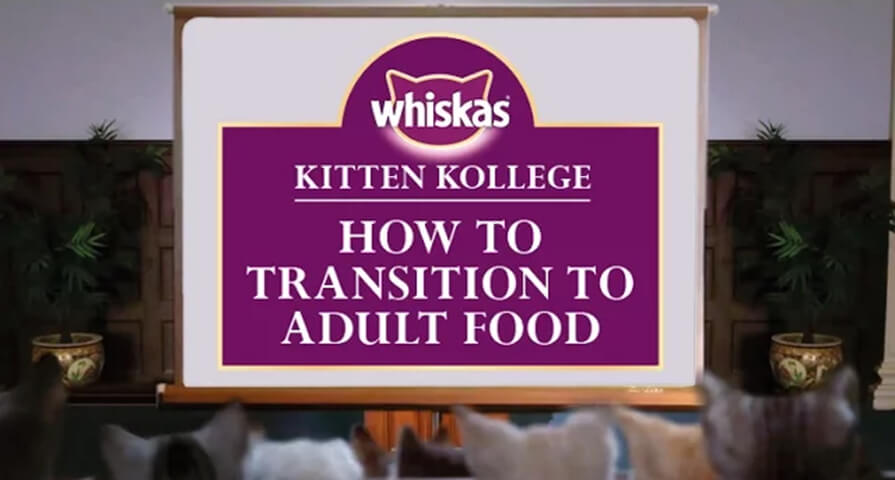 transition to adult food kitten