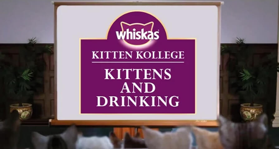 kitten drinking