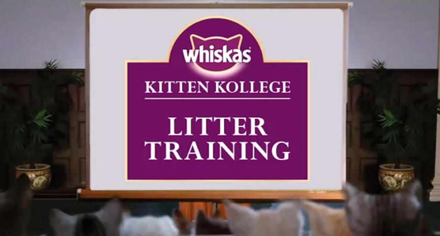 litter training kitten