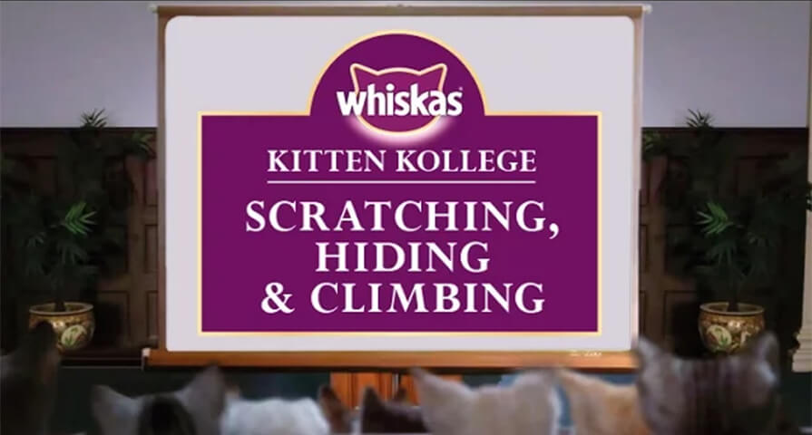 Kitten Kollege: Scratching, hiding and climbing