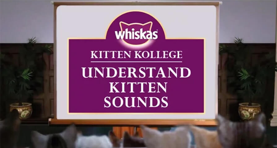 kitten noises kitten sounds