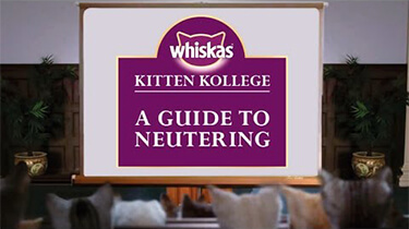 neutering kitten guide from kitten kollege video