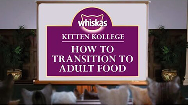 kitten food transition