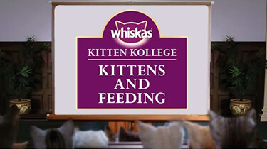 kitten feeding kitten kollege video