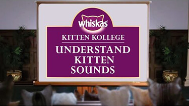 kitten sounds kitten talking cat noises