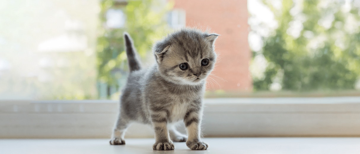 Bringing a New Kitten Home