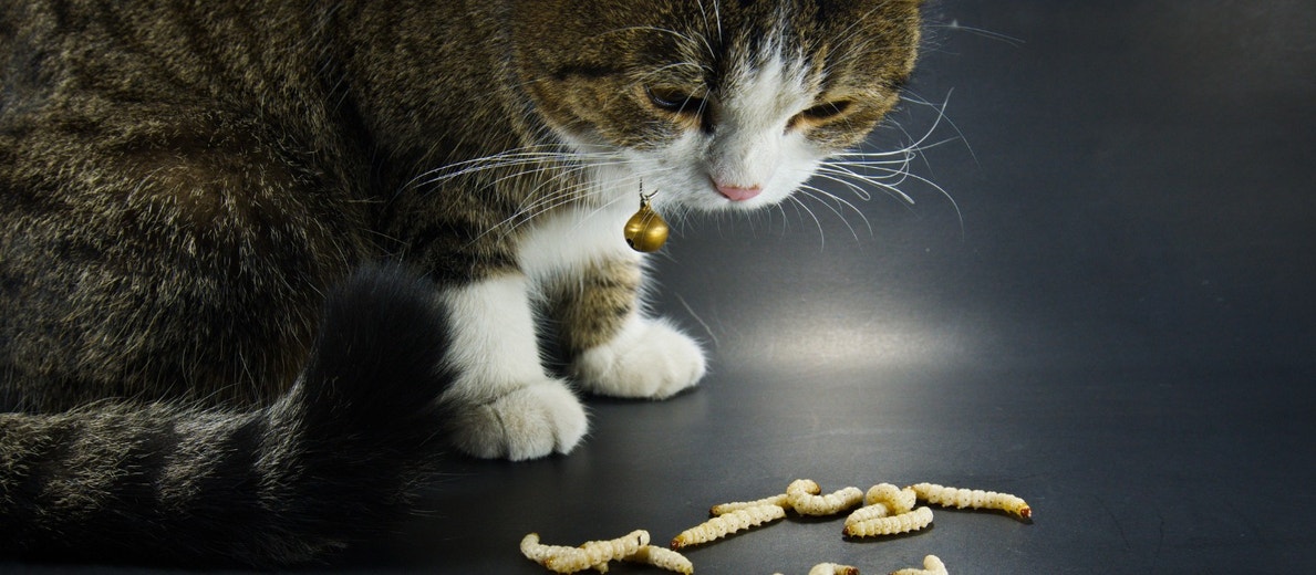 Types Of Cat Worms, It's Causes, Symptoms And Treatment