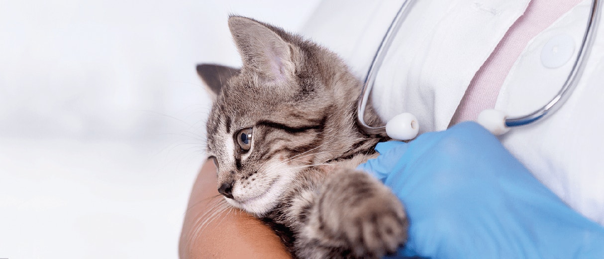 Health Check Up for Kittens