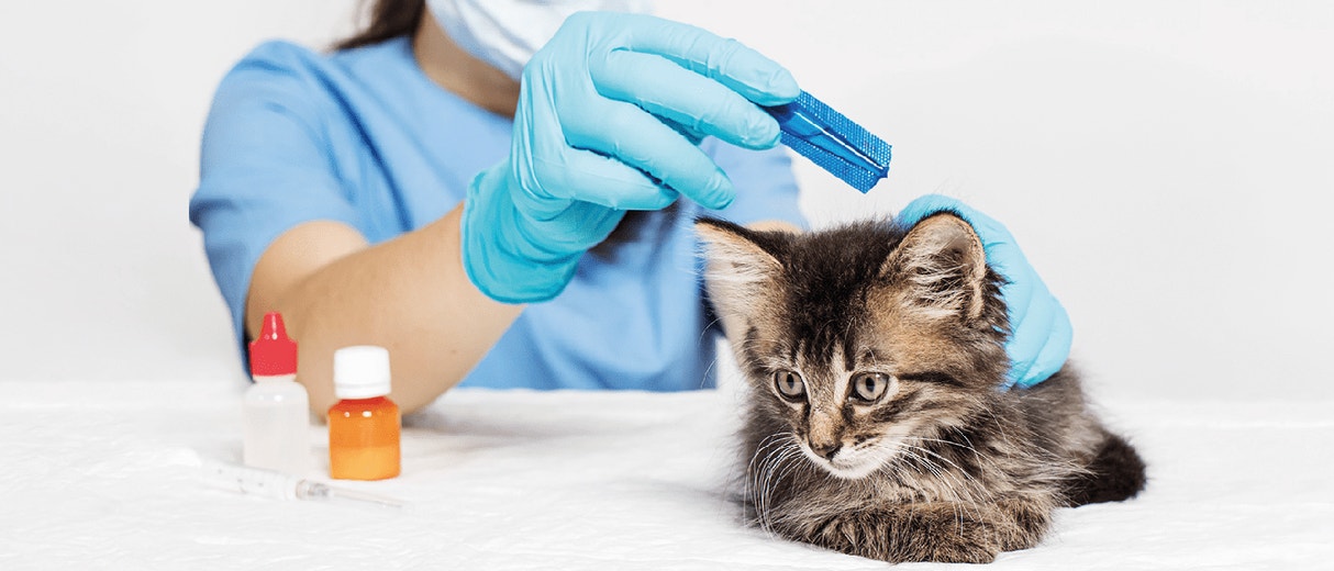 Tips to Treat Fleas in Cats