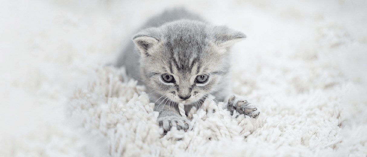 Cat Kneading: Why do Cats Knead