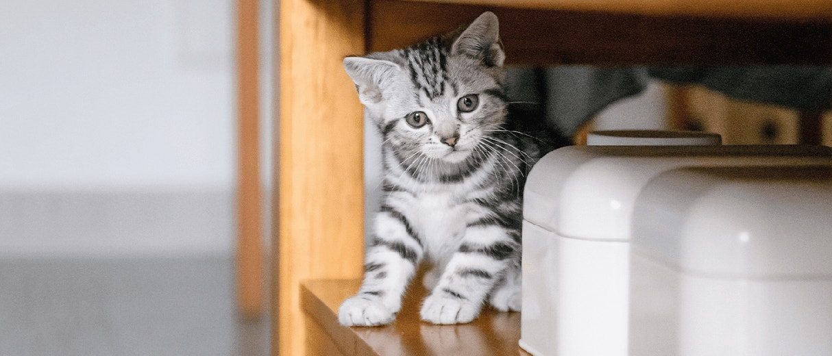 Kitten Safety at home