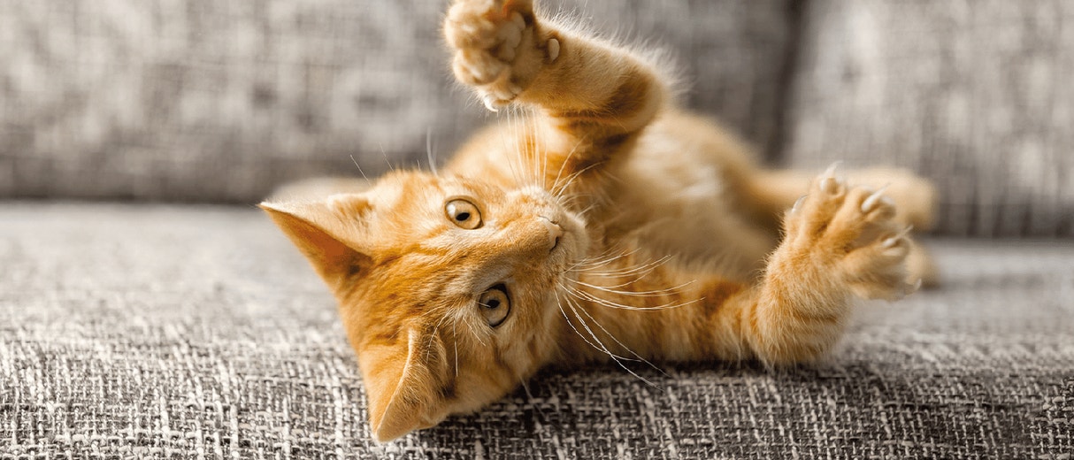 Cat Claws: Know About Cutting Cat Nails, Scratching & More