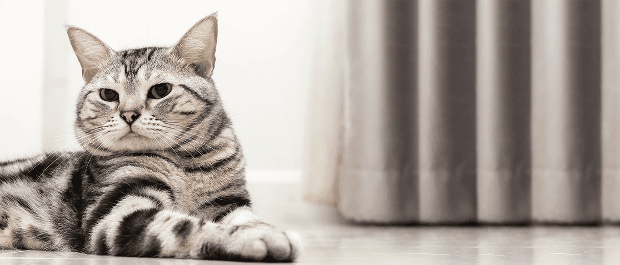 Ideal Cat Weight: Tips for Obese & Skinny Cat