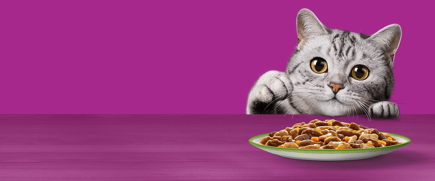 Whiskas cat with plate