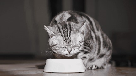 cats-food-large_1649770192822.jpg