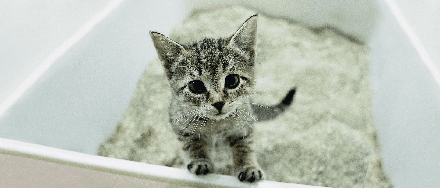 How to Train a Cat to Use a Litter Box - Whiskas® ME