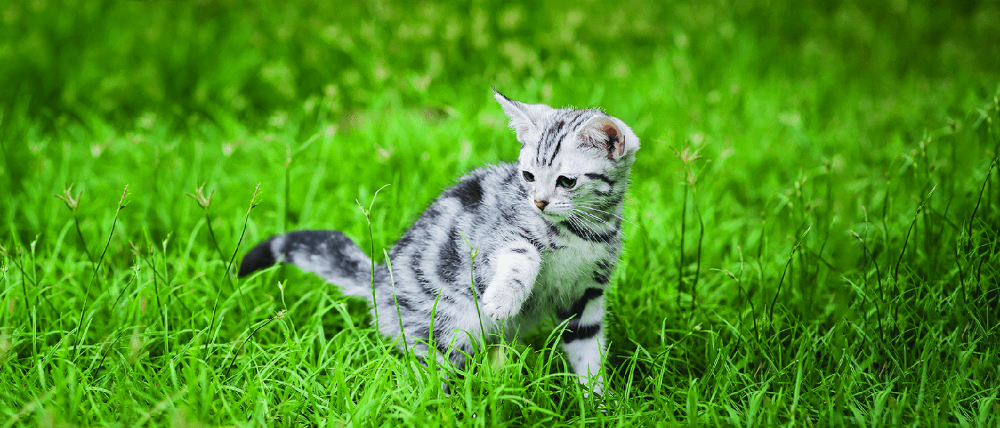 Indoor Vs Outdoor Cats: Know the Difference - Whiskas® ME